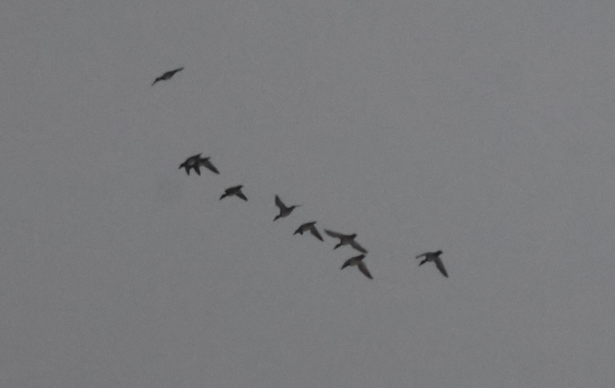 Lesser Scaup - ML646303633