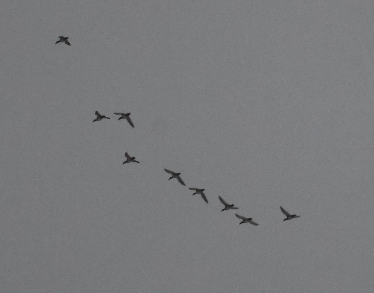 Lesser Scaup - ML646303634