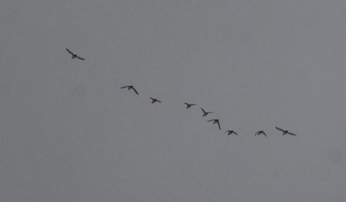 Lesser Scaup - ML646303637