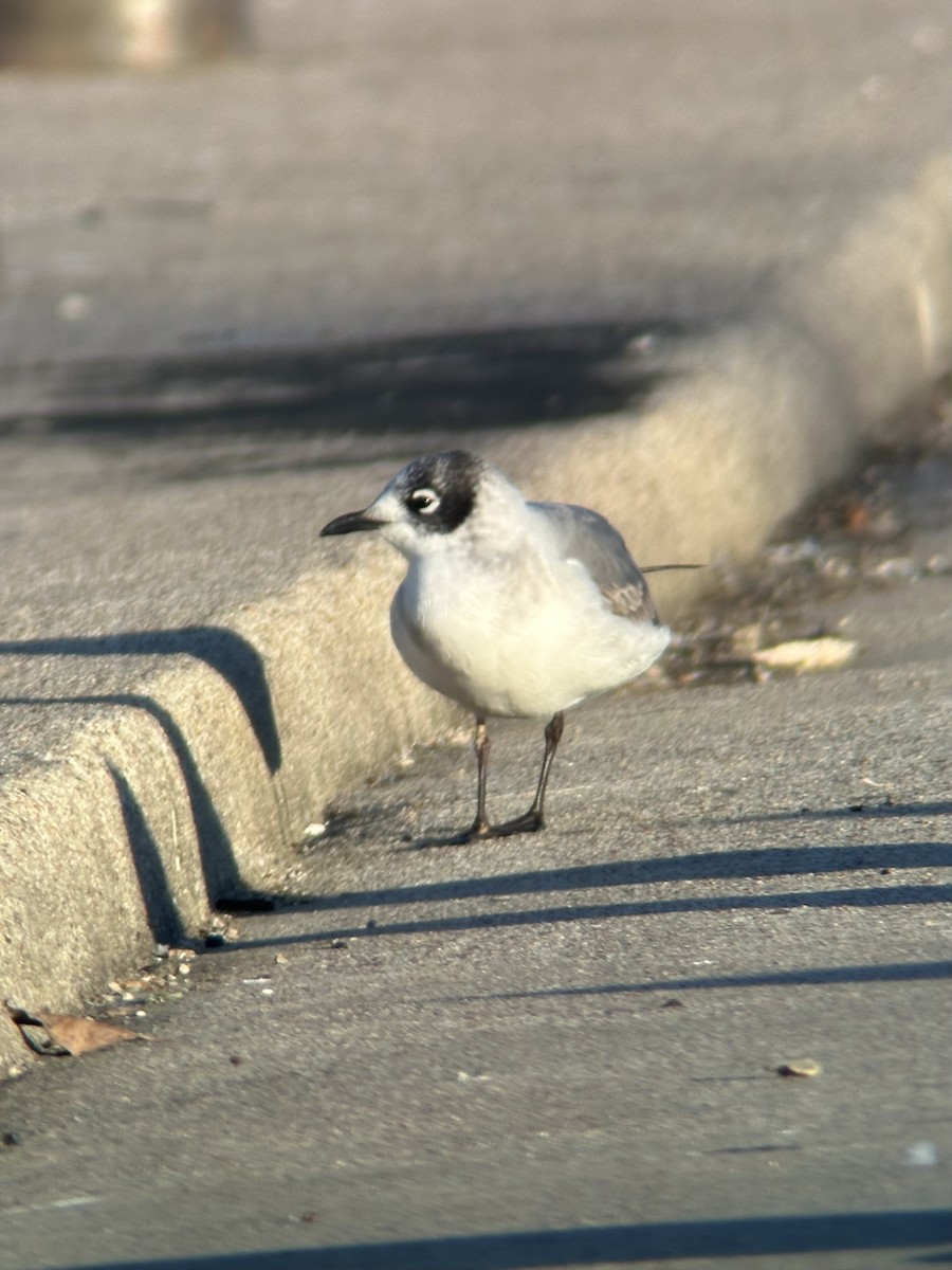 Franklin's Gull - ML646303660