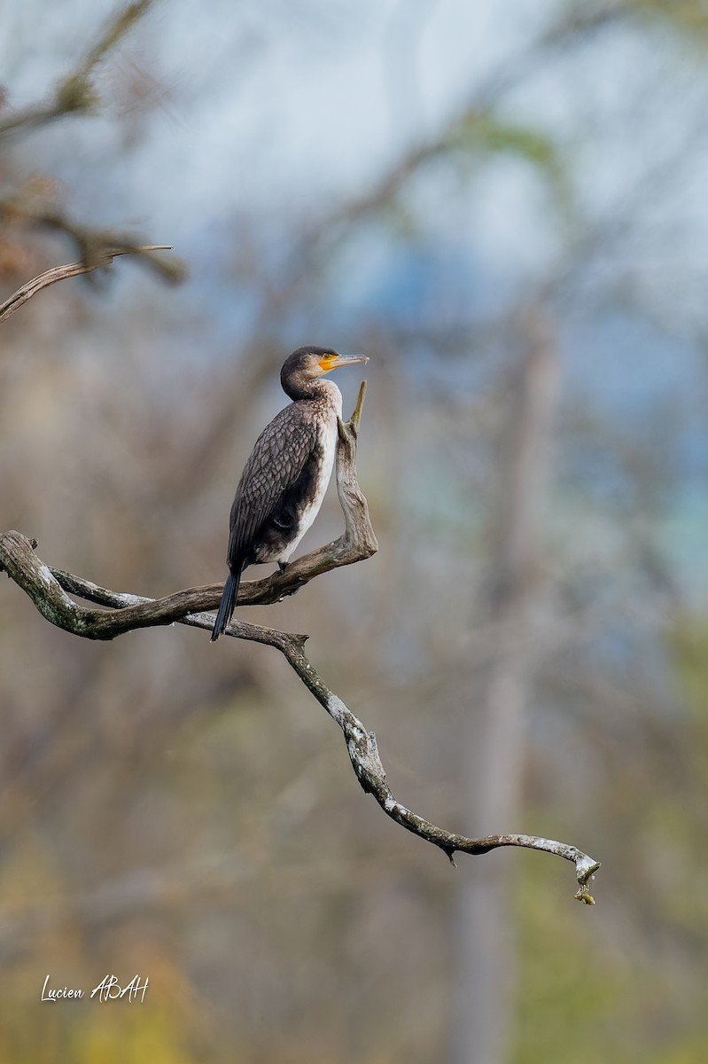 kormorán velký - ML646303673