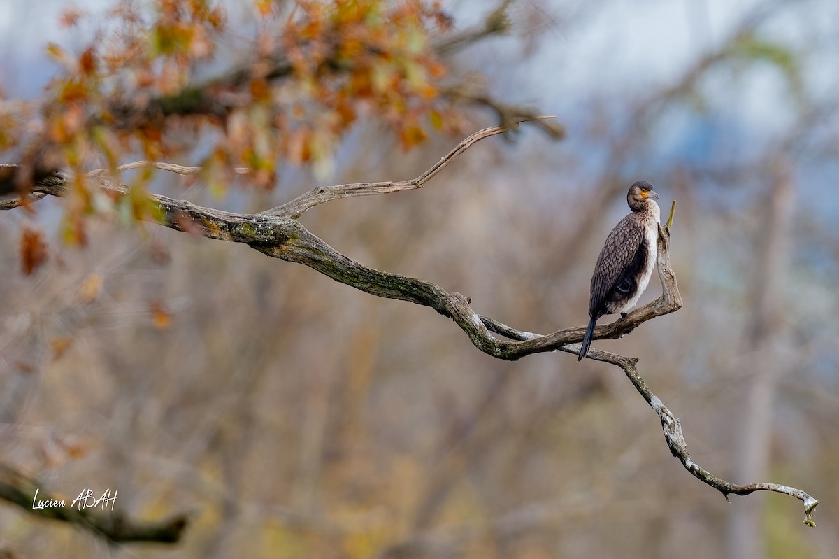 kormorán velký - ML646303674