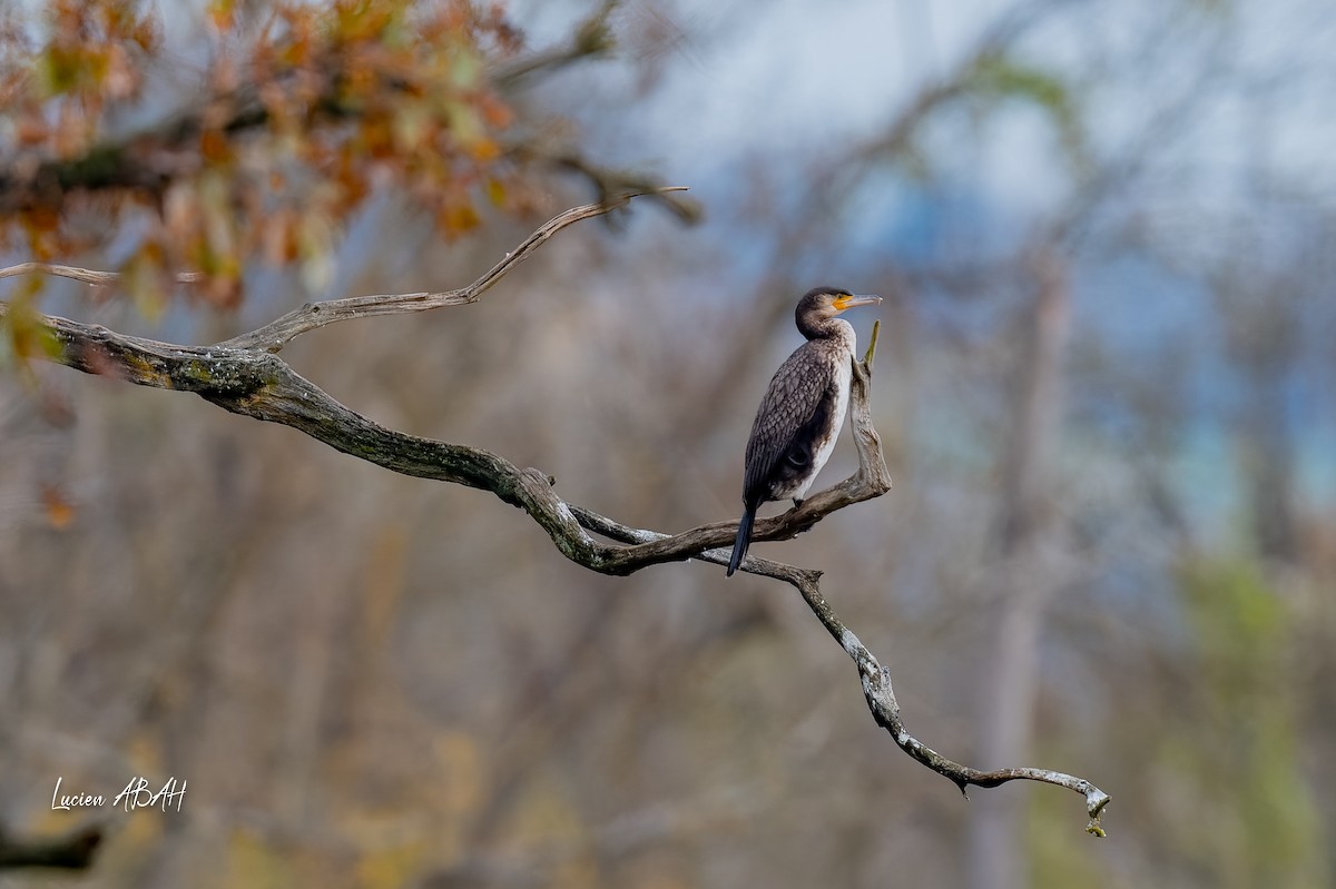 kormorán velký - ML646303675