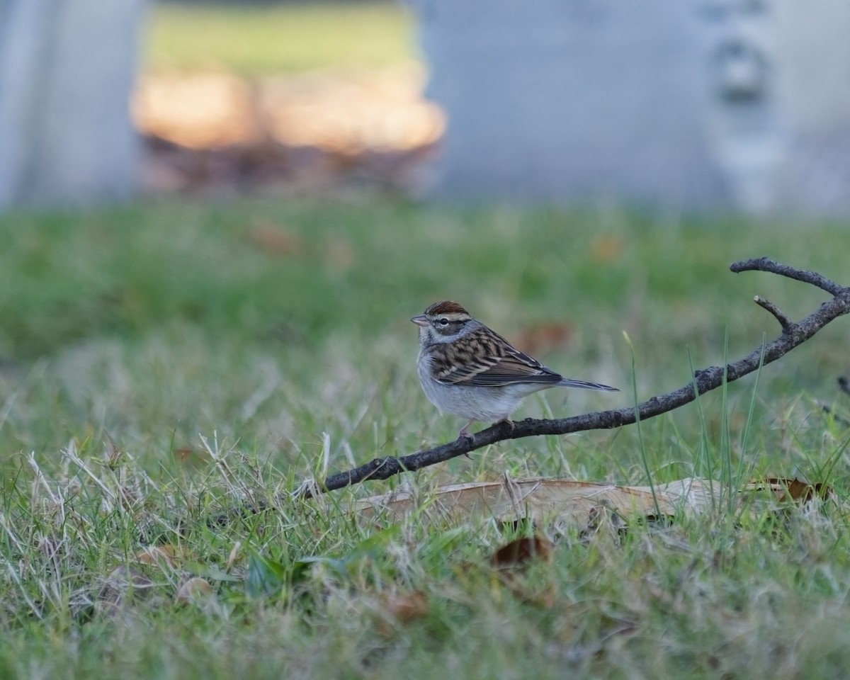 Chipping Sparrow - ML646303677