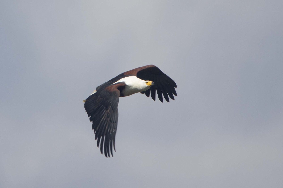 African Fish-Eagle - ML646303679