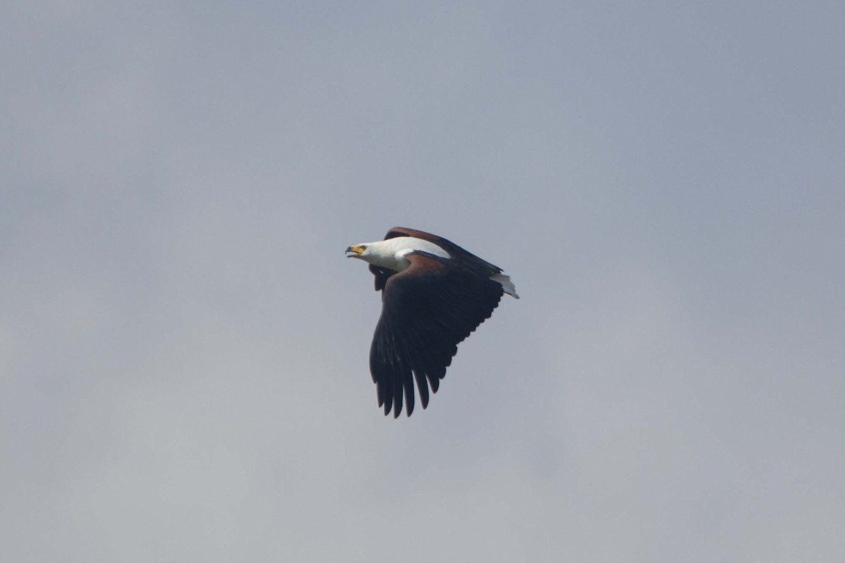 African Fish-Eagle - ML646303680