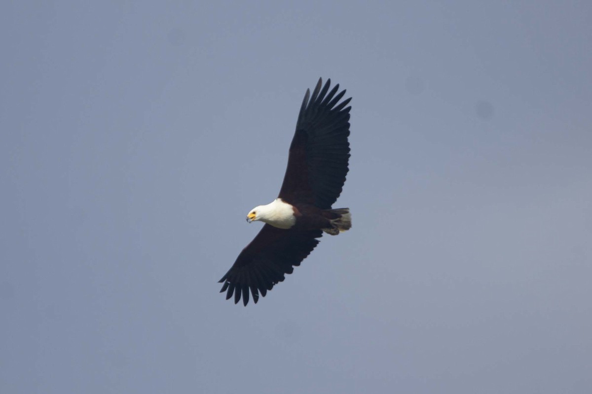 African Fish-Eagle - ML646303681
