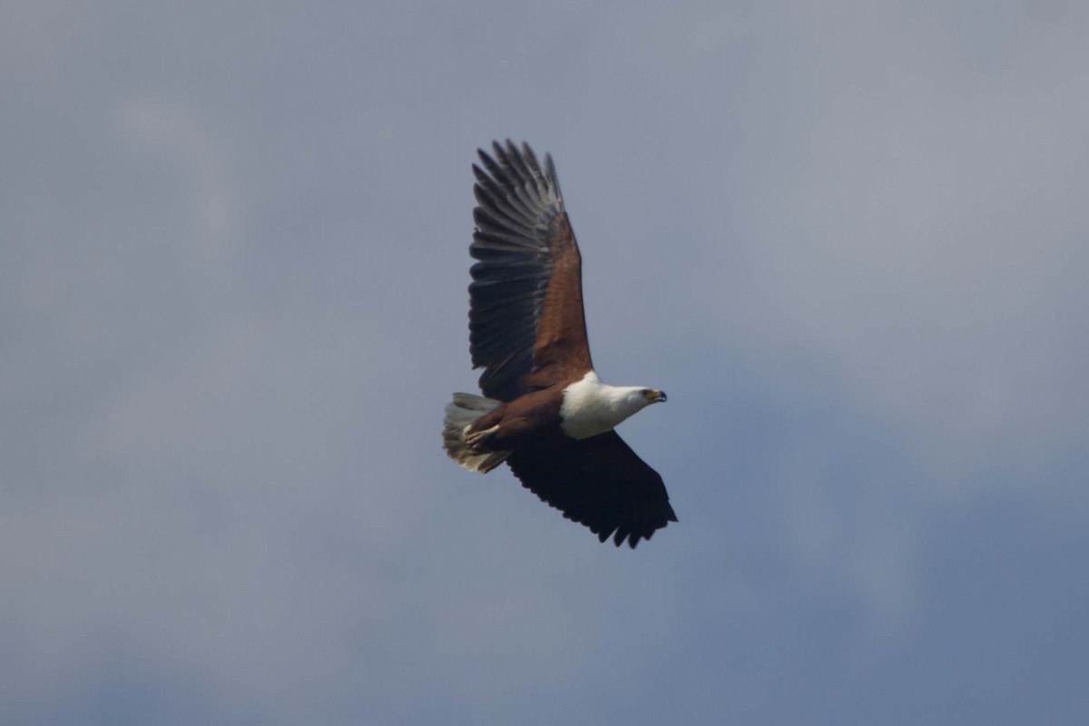 African Fish-Eagle - ML646303686