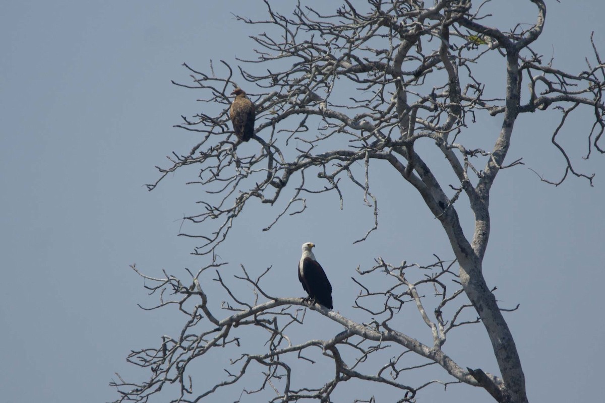 African Fish-Eagle - ML646303688