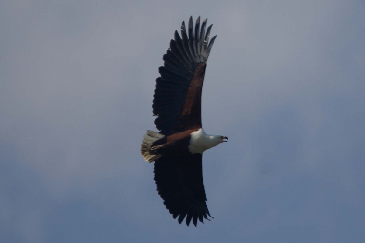 African Fish-Eagle - ML646303689