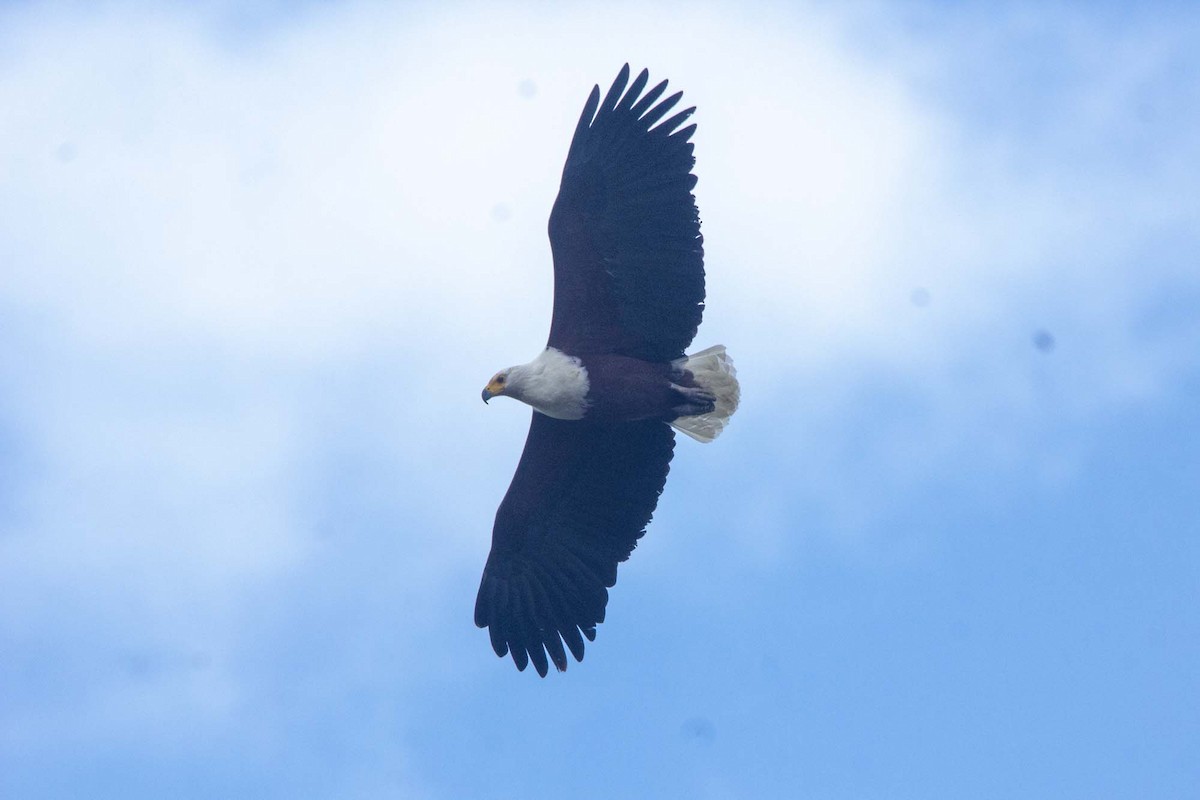 African Fish-Eagle - ML646303692