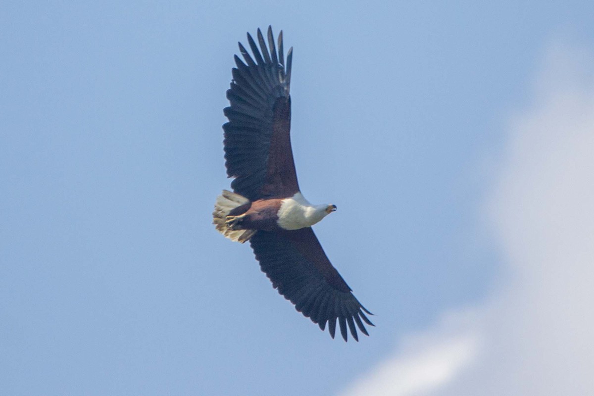 African Fish-Eagle - ML646303693