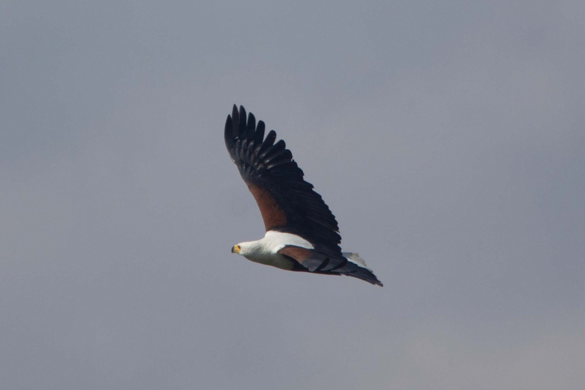 African Fish-Eagle - ML646303694