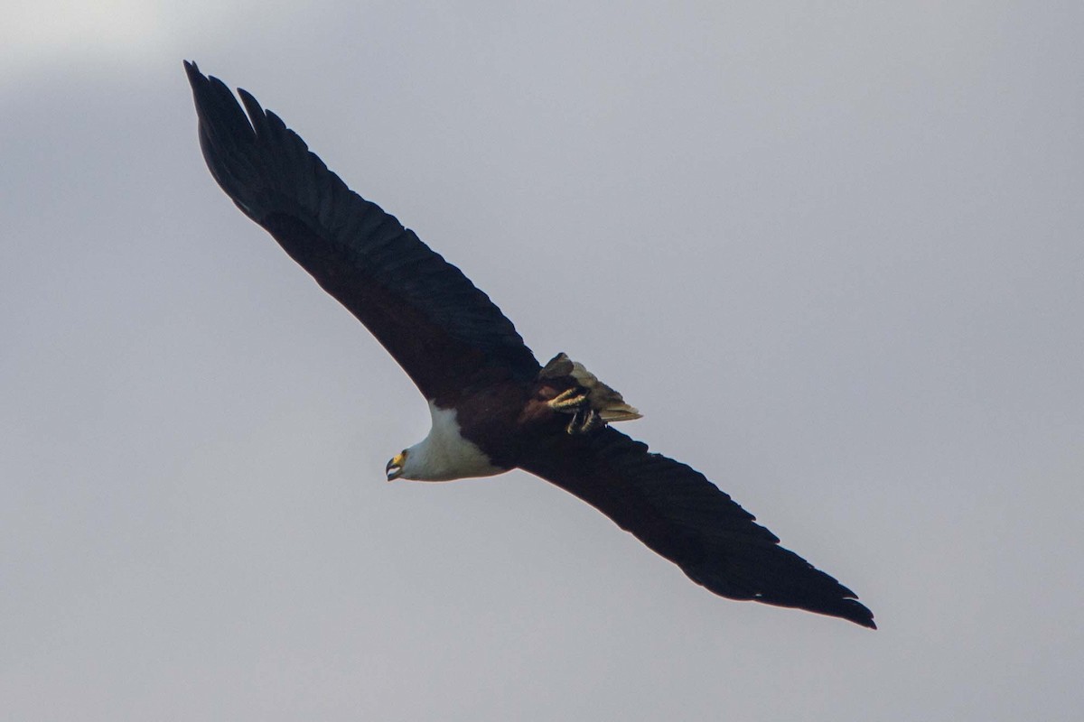 African Fish-Eagle - ML646303695