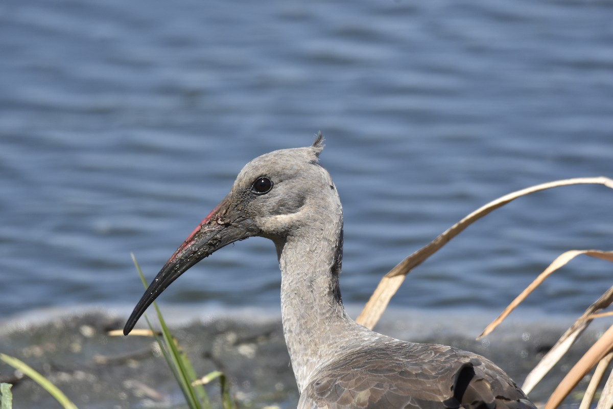 hadadaibis - ML646303697