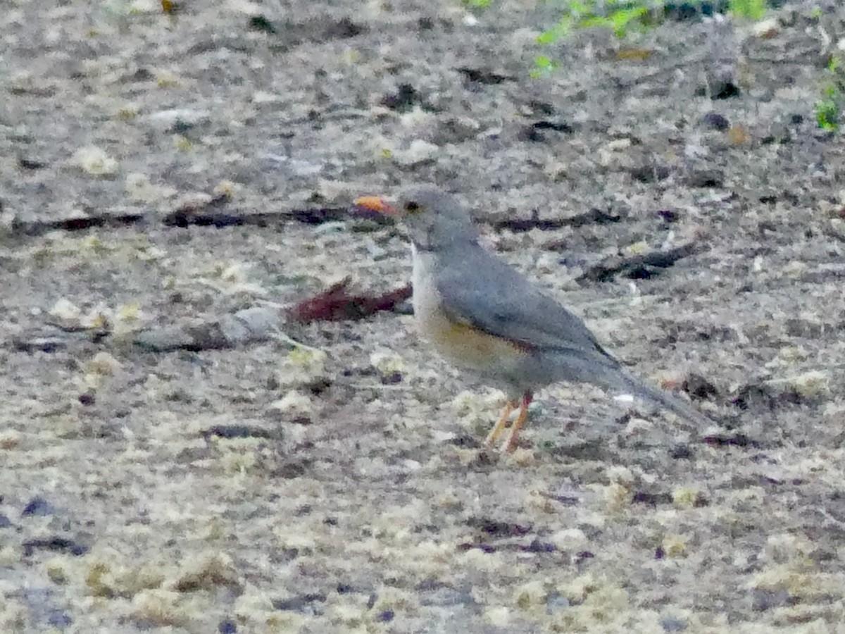 Kurrichane Thrush - ML646303708