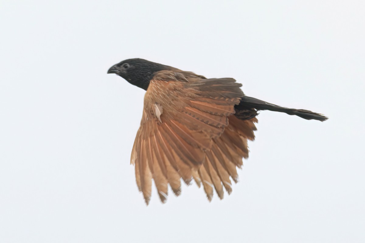 Grillkuckuck - ML646303714