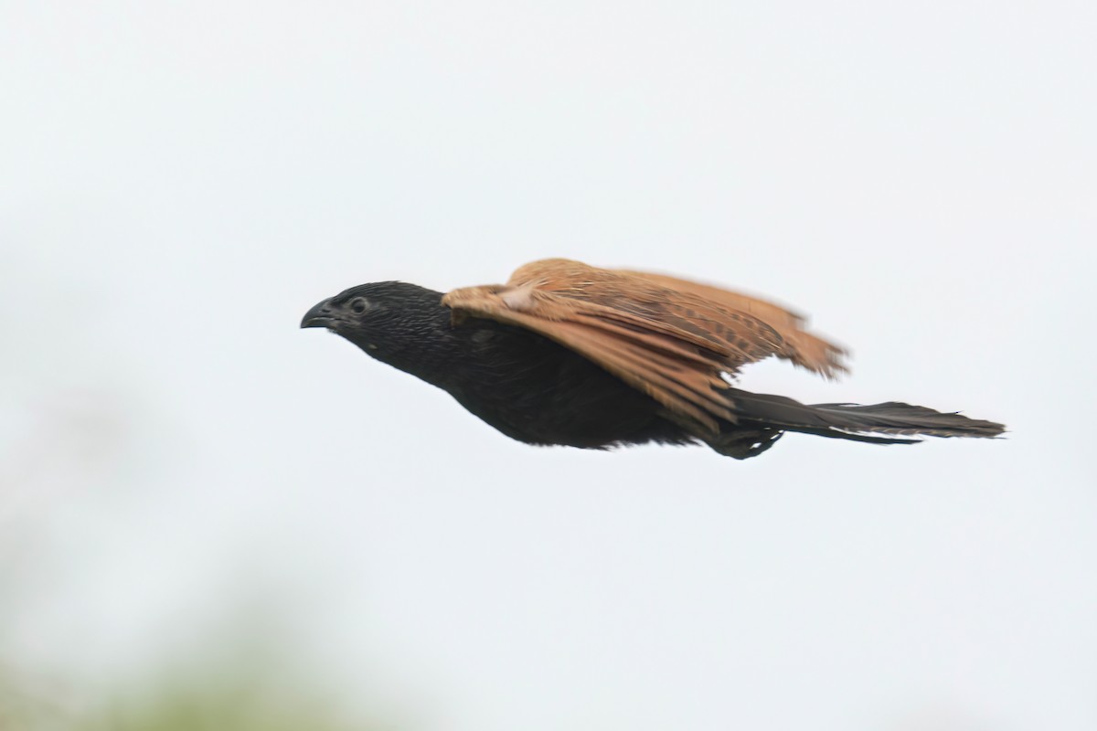 Grillkuckuck - ML646303715