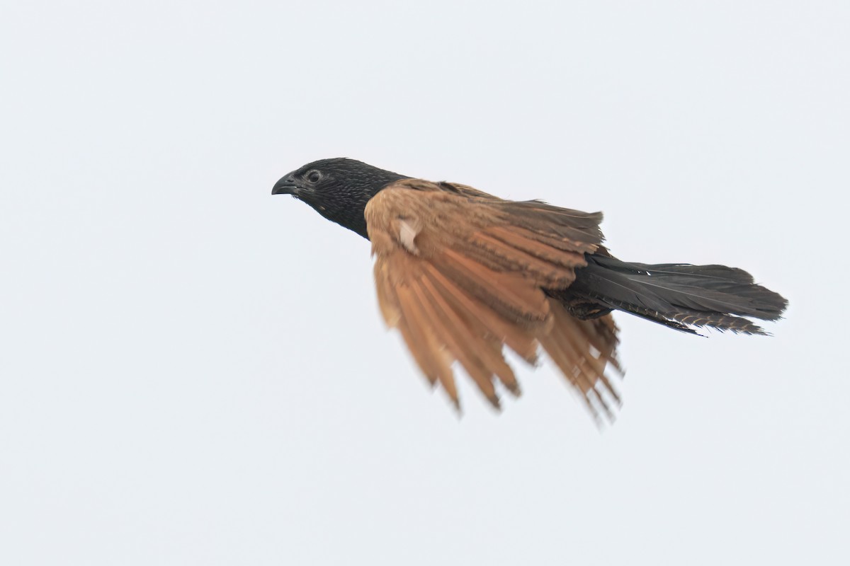 Grillkuckuck - ML646303716