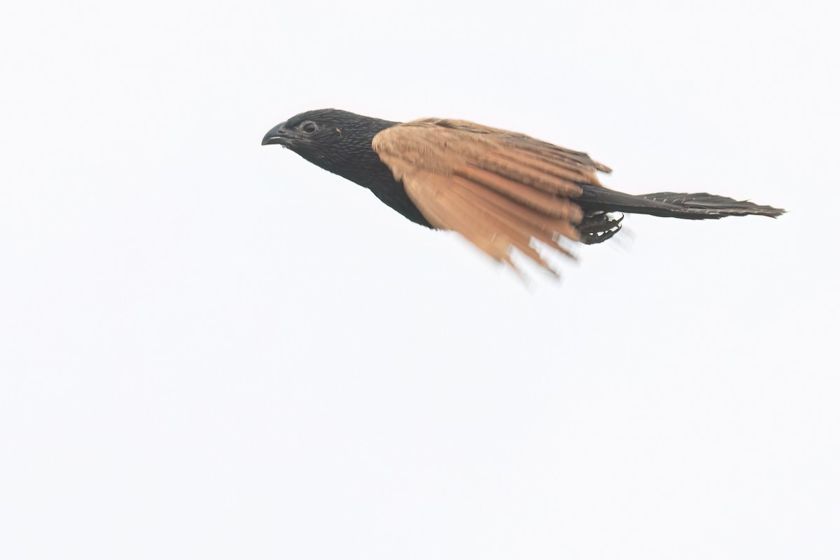 Grillkuckuck - ML646303717