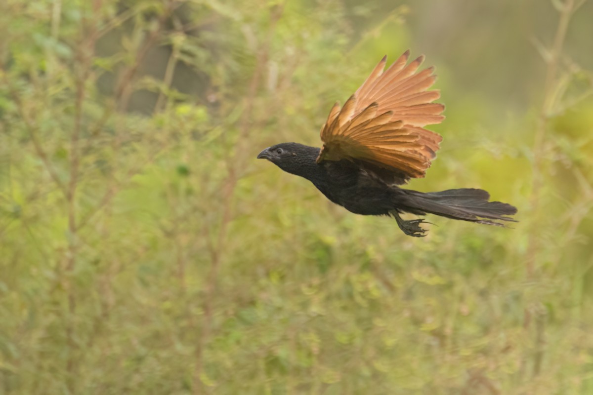 Grillkuckuck - ML646303718