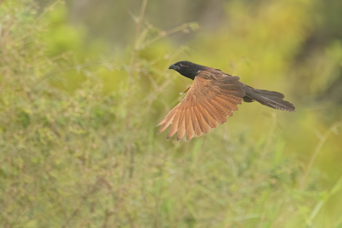 Grillkuckuck - ML646303719