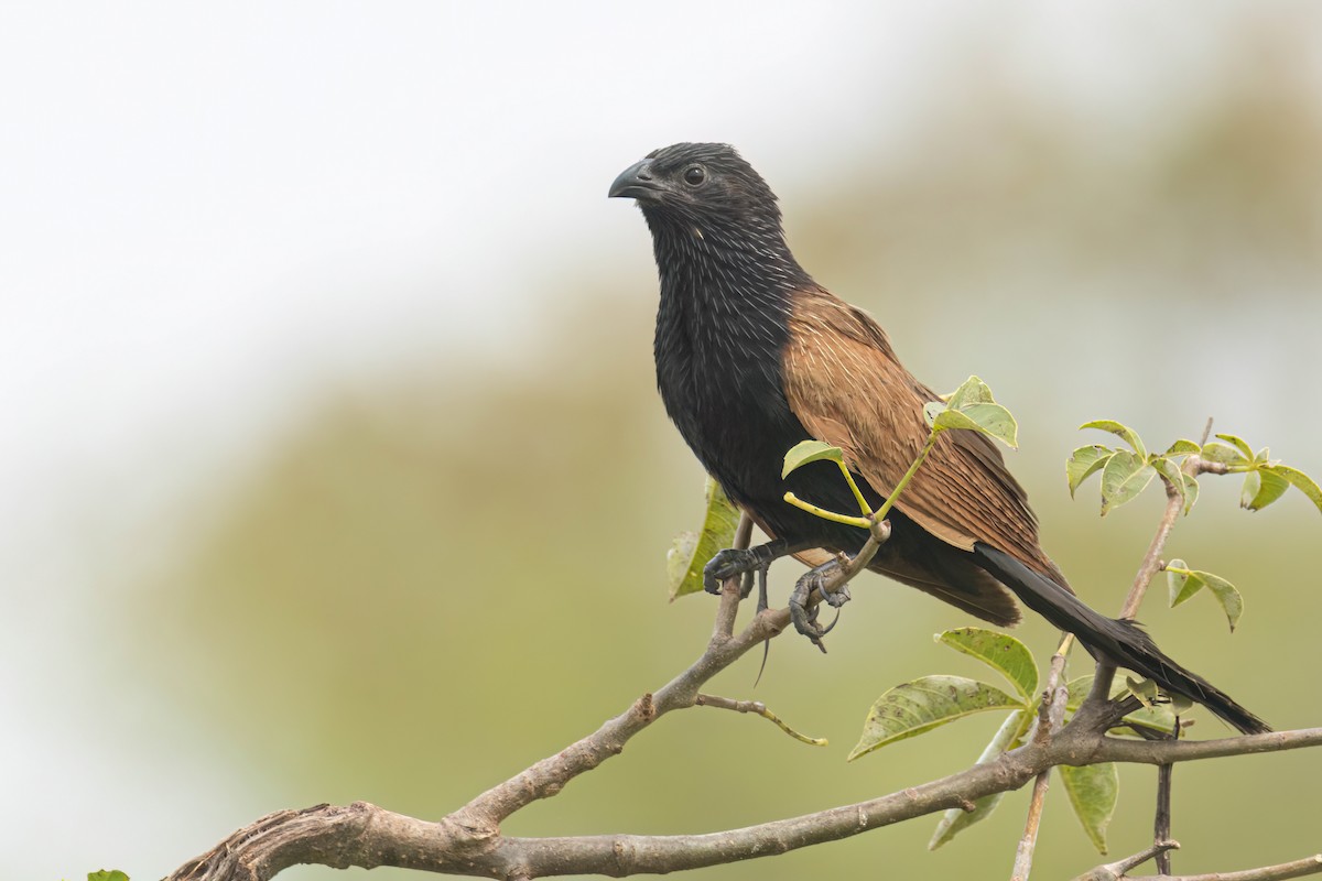 Grillkuckuck - ML646303720