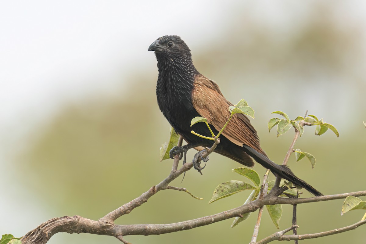 Grillkuckuck - ML646303721