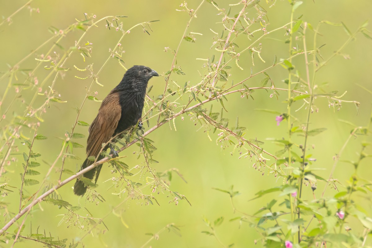 Grillkuckuck - ML646303722