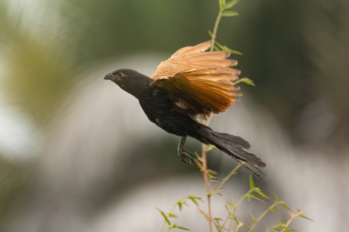 Grillkuckuck - ML646303723