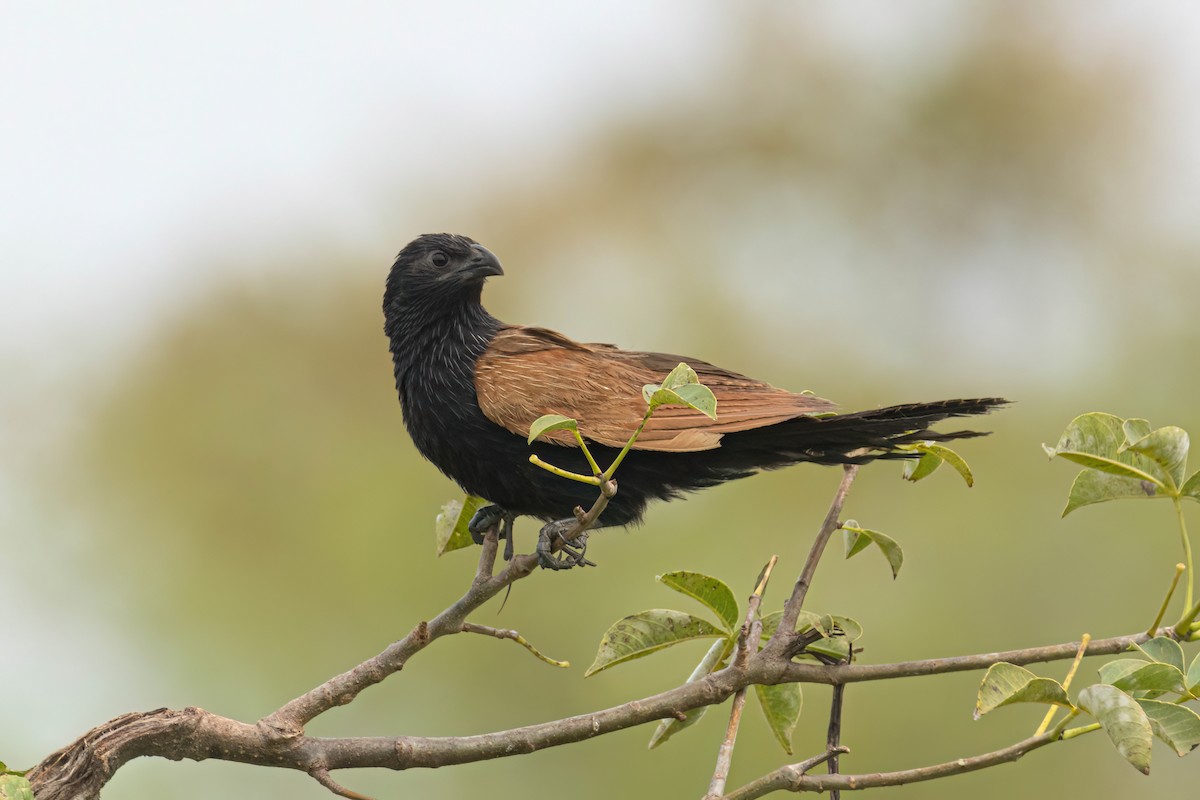 Grillkuckuck - ML646303725