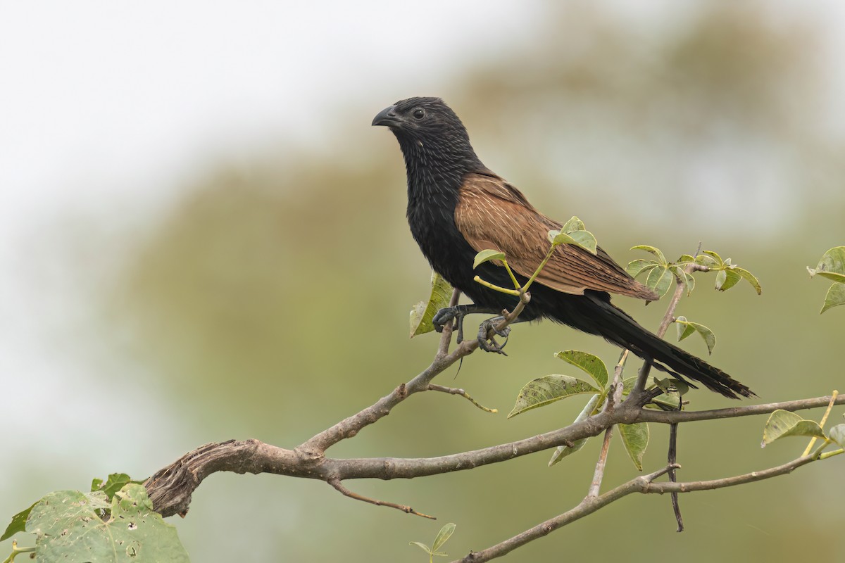 Grillkuckuck - ML646303726