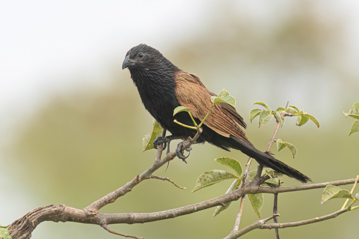 Grillkuckuck - ML646303727