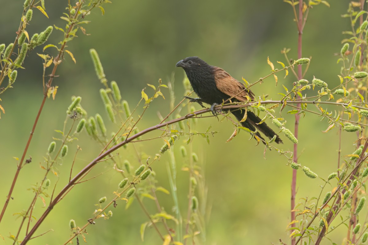 Grillkuckuck - ML646303728