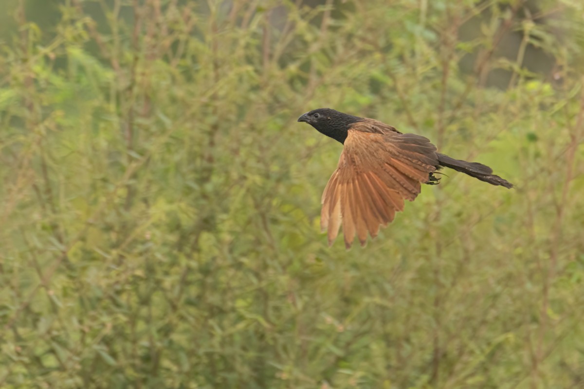 Grillkuckuck - ML646303729