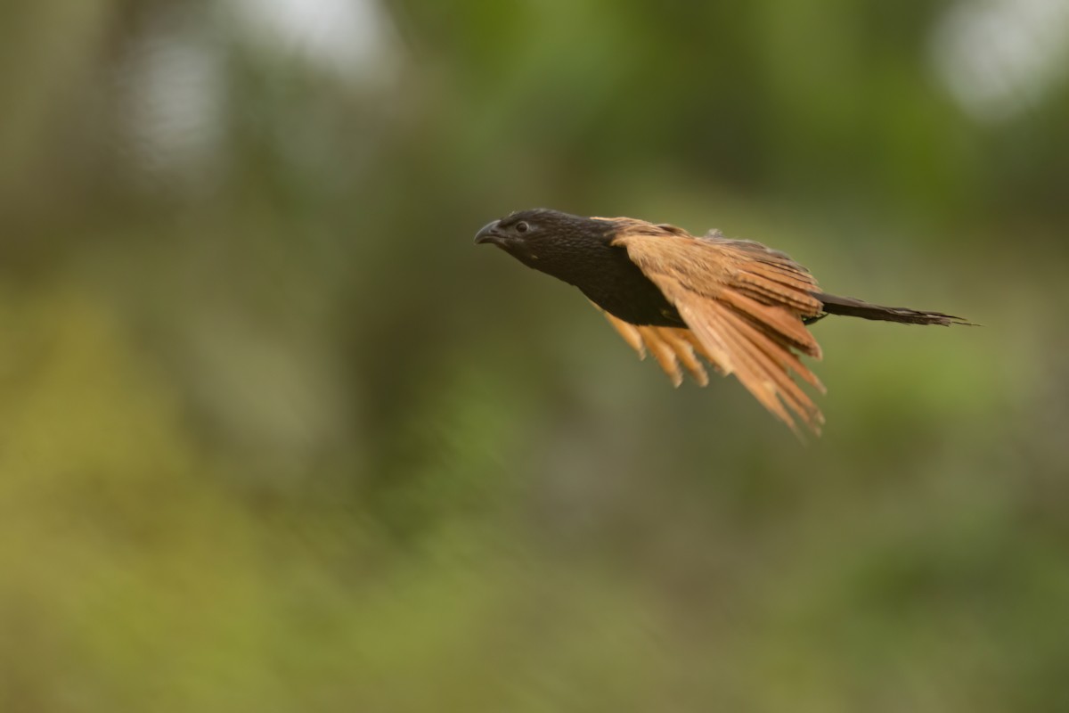 Grillkuckuck - ML646303730