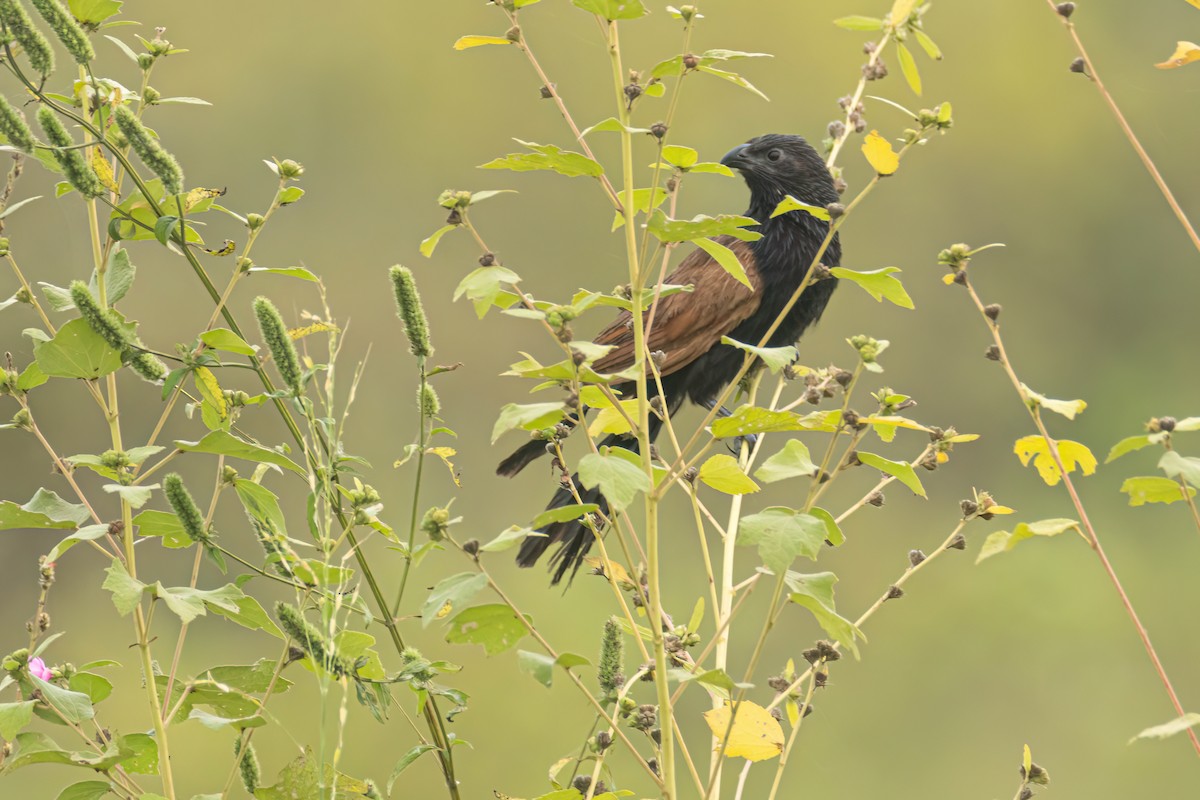 Grillkuckuck - ML646303731