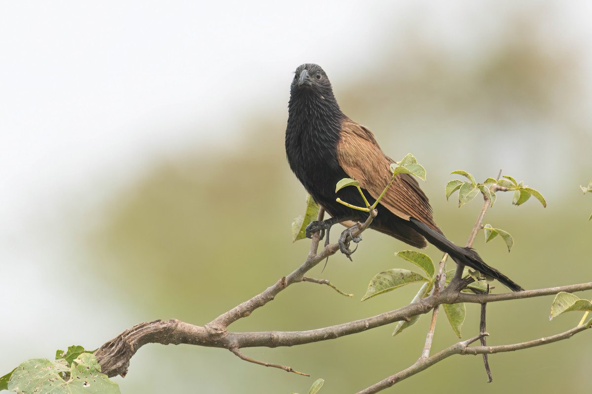 Grillkuckuck - ML646303732