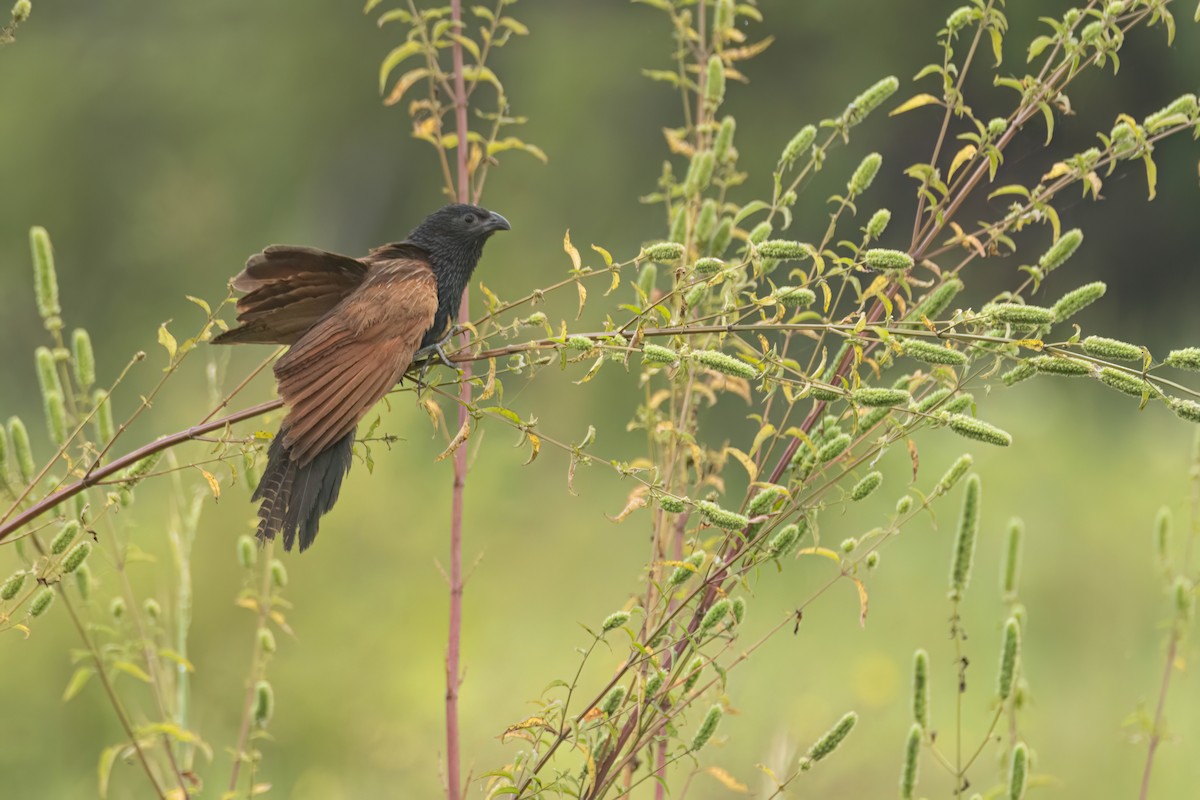 Grillkuckuck - ML646303733