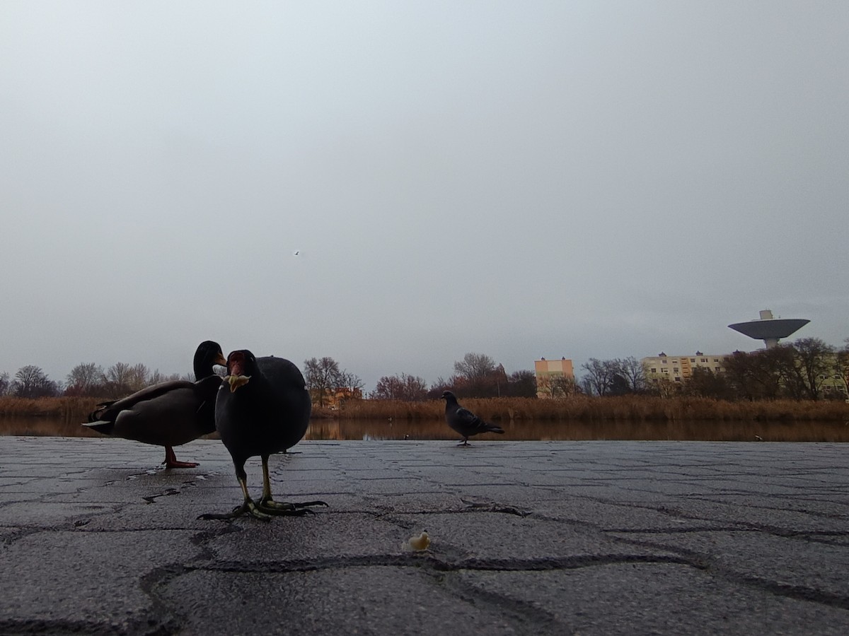 Eurasian Moorhen - ML646303734