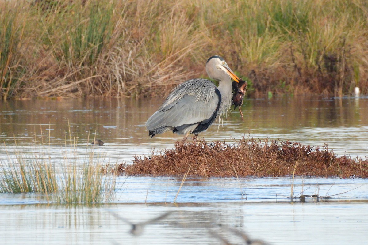 Great Blue Heron - ML646303741