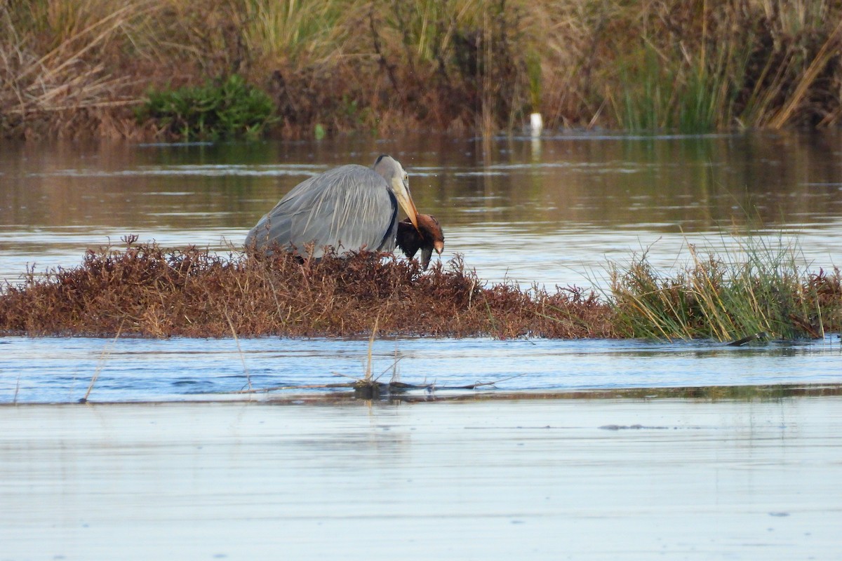 Great Blue Heron - ML646303742
