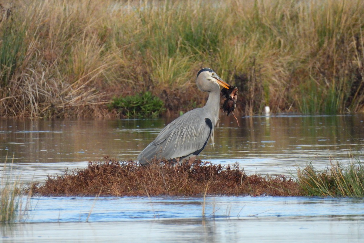 Great Blue Heron - ML646303743