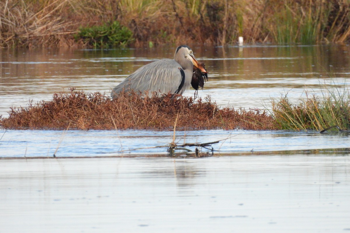 Great Blue Heron - ML646303744