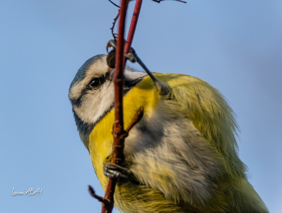 sýkora modřinka - ML646303756