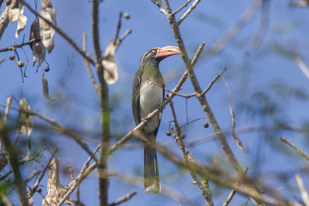 Crowned Hornbill - ML646303763
