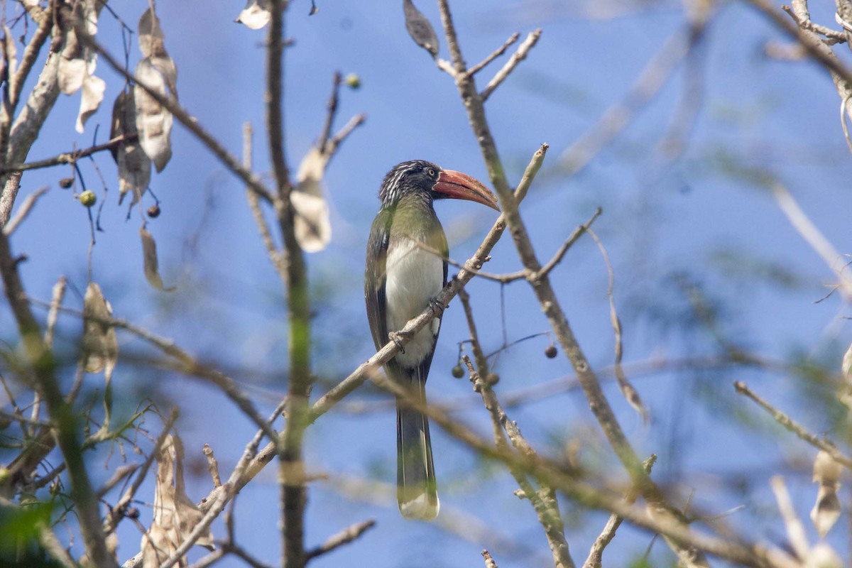 Crowned Hornbill - ML646303764