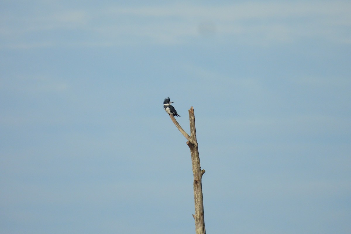 Belted Kingfisher - ML646303767