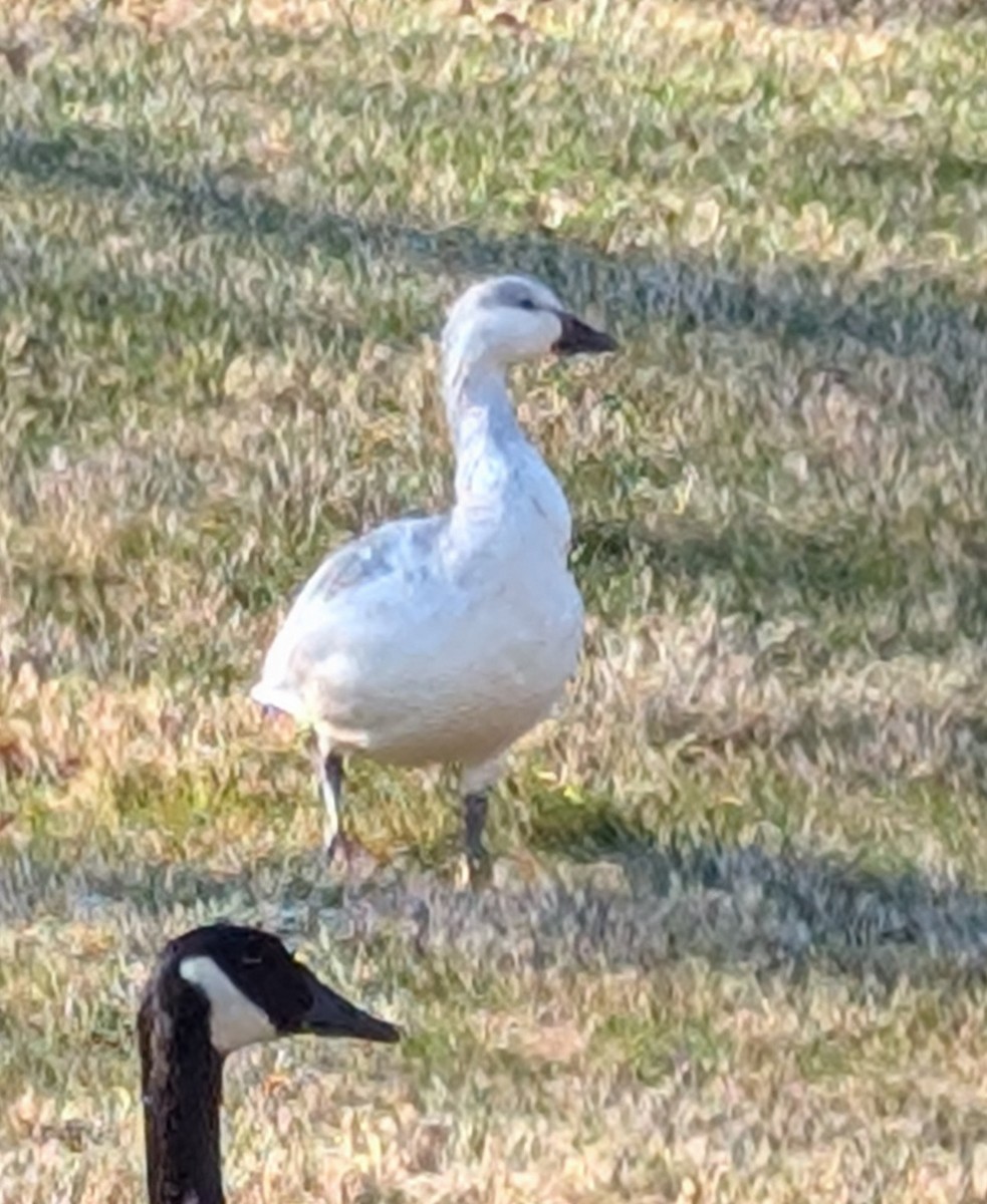 husa sněžní - ML646303769