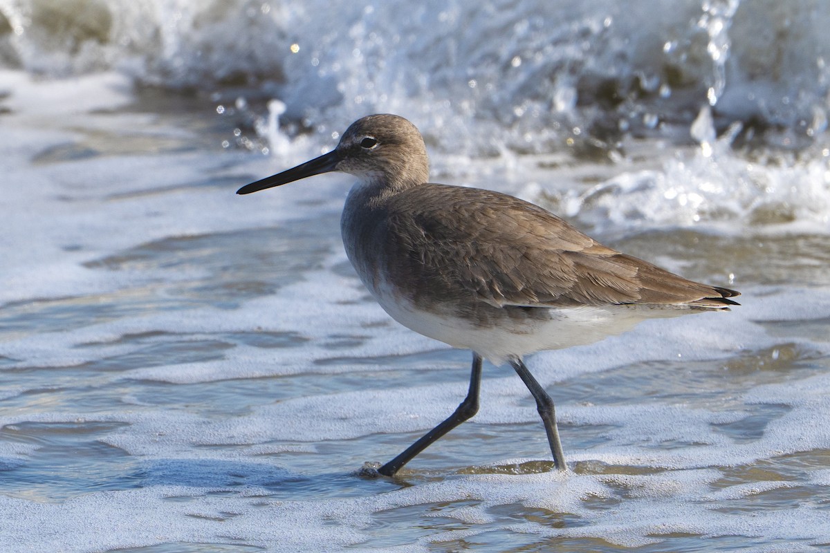 Willet - ML646303775